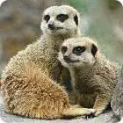 Two meerkats sitting close together, looking out