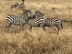 Zebras standing together on dry golden grass