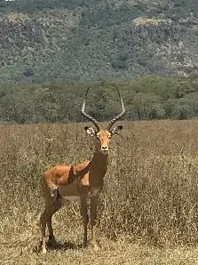 An impala standing in dry grass with a wooded hillside behind it