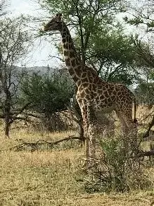 A giraffe standing among acacia trees with hills behind it