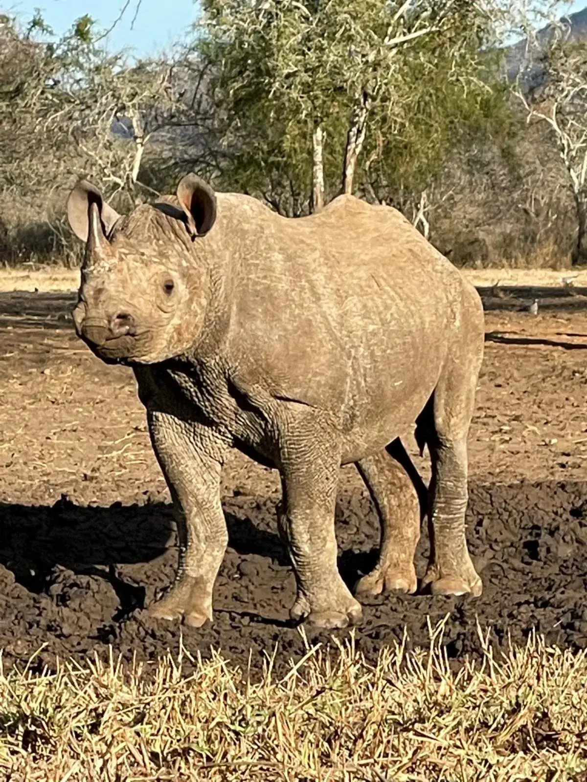 A rhinoceros standing on dark bare earth with acacia trees behind it