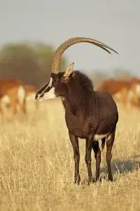 A sable antelope with long curved horns standing in golden grass
