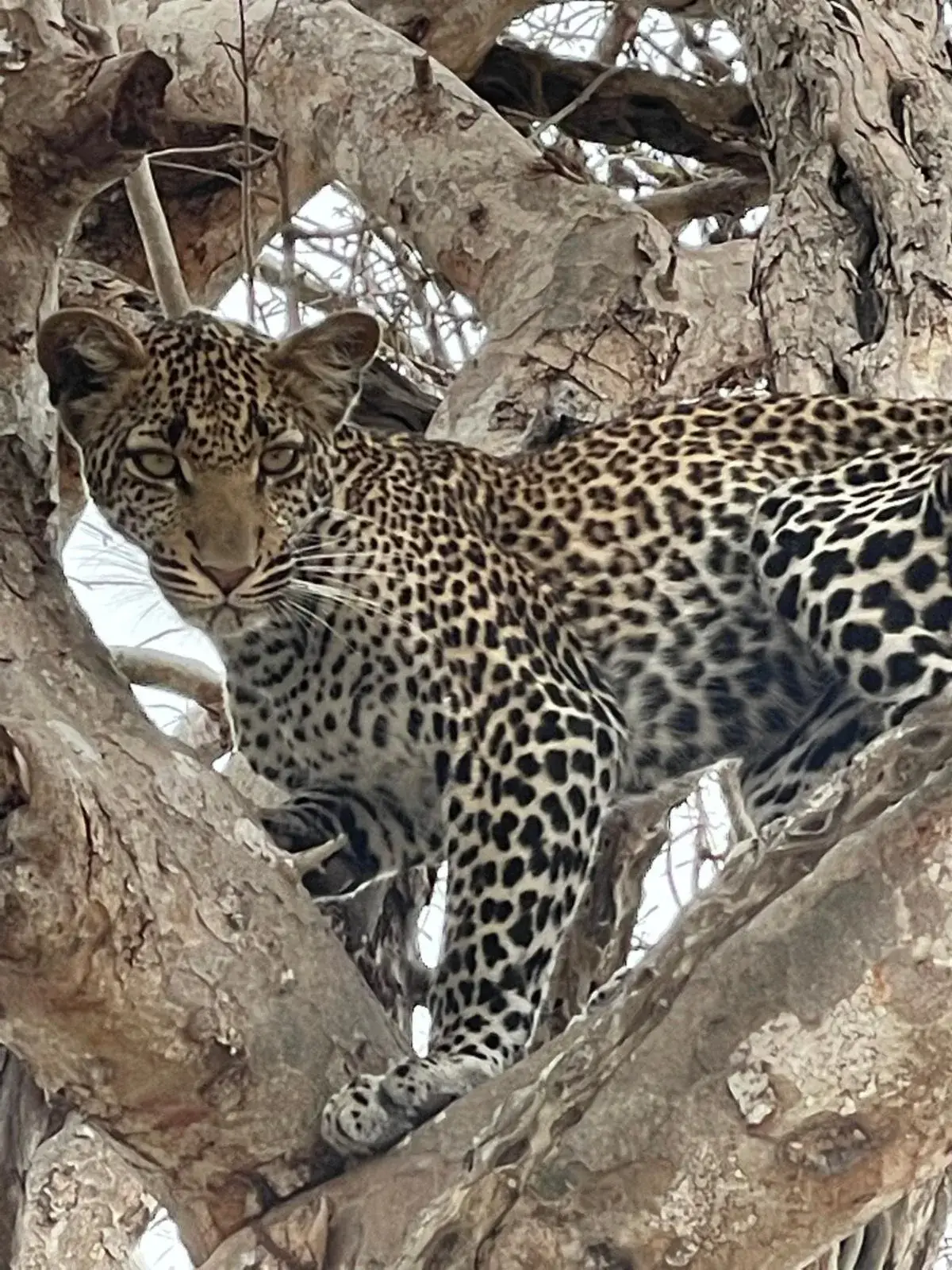 A leopard lying along the branch of a large tree