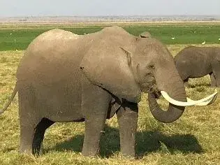 An elephant standing on green grass with a second elephant behind it